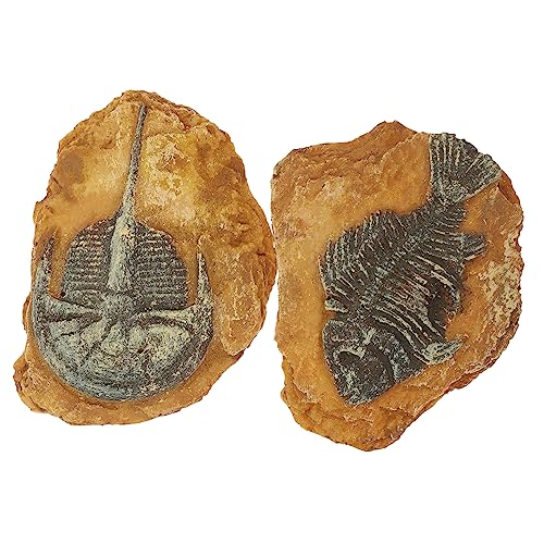 ERINGOGO 2Stücke Reptilien Terrarium Dekorationen Kreative Schlangenbox Ornamente DIY Landschaftsdesign Für Geckos Und Andere Reptilien Fossil Aus Harz Für Authentische von ERINGOGO