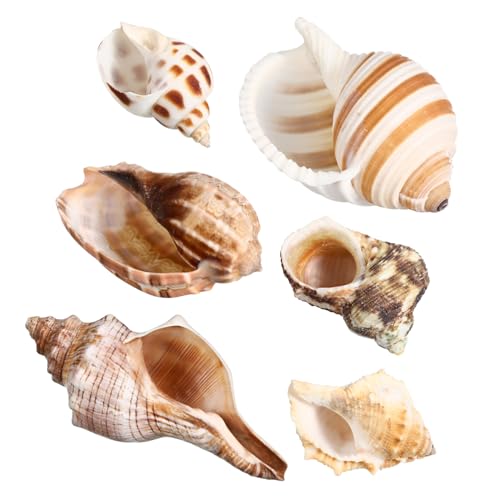 ERINGOGO 6 Stück Conch Einsiedlerkrebsmuscheln Kauri Muscheln Große Muscheln Aquarium Nautilusmuschel Einsiedlerkrebsmuscheln Einsiedlerkrebs Zubehör Einsiedlerkrebse Aquarium von ERINGOGO