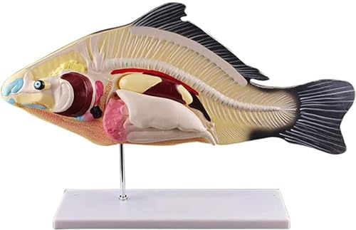 EIN Anatomisches Fischmodell Mit Abnehmbaren Eingeweiden Und EIN Biologisches Tiermodell, Das Als Hilfsmittel Für Lehrvorführungen Verwendet Wird von ERNZI