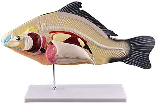 Modell des Fischsektionslabors Mit Abnehmbarem Viscera Tiermodell Bio -Körper Für Die Demonstration des Aquaculture College von ERNZI
