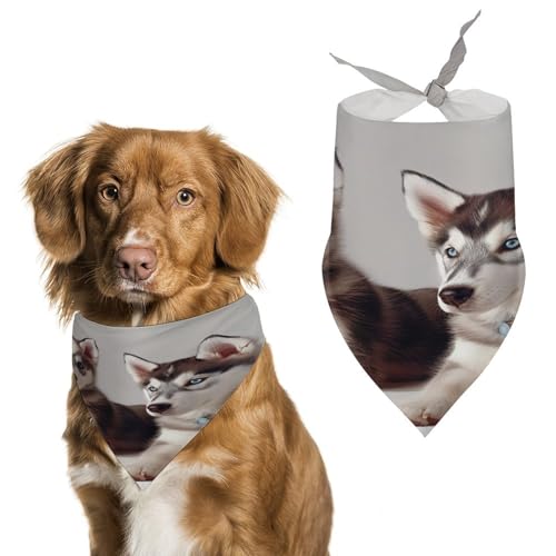 Hundehalstücher mit Hundemotiv, niedlich, weiche Baumwolle, waschbar, für den täglichen Sommer, langlebig, dreieckig, wendbar, geeignet für kleine, mittelgroße und große Hunde und Katzen Hundehalstücher mit Hundemotiv, niedlich, weiche Baumwolle, waschbar, für den täglichen Sommer, langlebig, dreieckig, wendbar, geeignet für kleine, mittelgroße und große Hunde und Katzen von ERSTSNCK