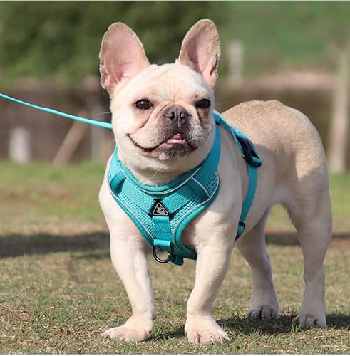 Hundegeschirr, gepolstert, verstellbar, mit Griff, Frontclip, Geschirr für große Hunde, Training oder Spazierengehen, langlebig und kein Würgen, Schwarz von ESTER
