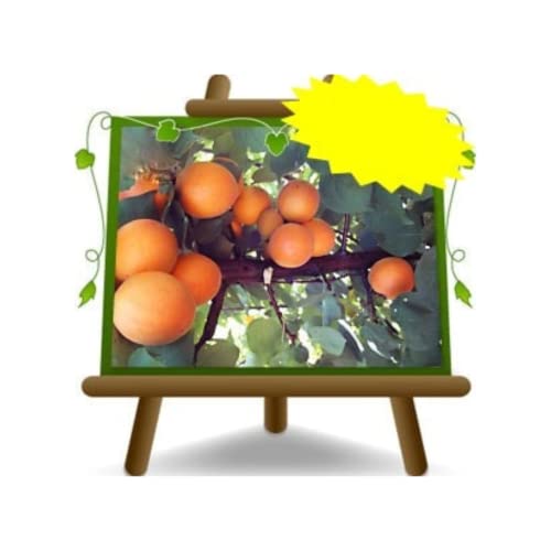 Aprikosennahrung des Paradieses Selbstfruchtbar Uralte Frucht Obstbäume Höhe: 180~200 cm Alter: 4 Jahre Vase: Durchmesser 26 cm von EURO PLANTS VIVAI
