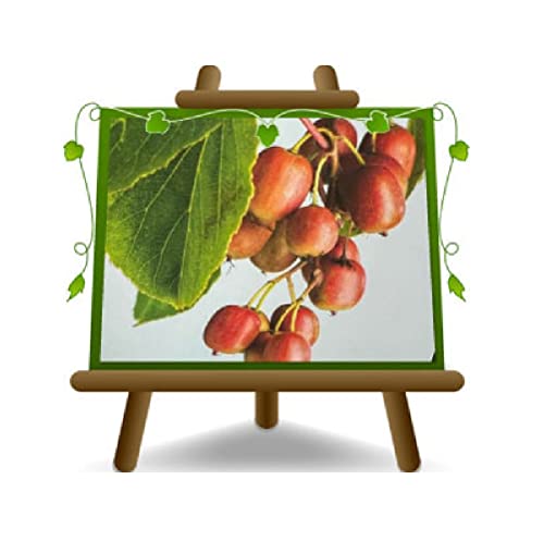 EURO PLANTS VIVAI Actinidia-Kiwi männlicher Bestäuber für Arguta Ken's Red Obstbäume Höhe: 150~180 cm Vase: Durchmesser 20 cm von EURO PLANTS VIVAI