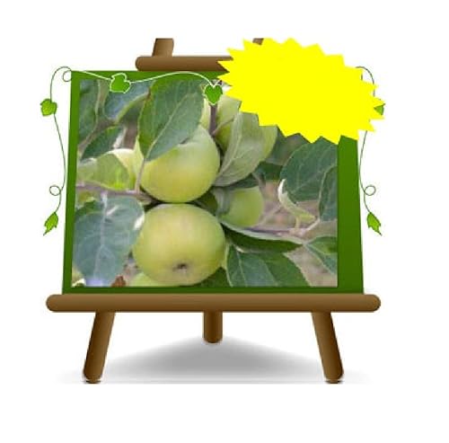 Apfelbaum Majolina Uralte Frucht Obstbäume Höhe: 150~170 cm Alter: 2 Jahre Vase: Durchmesser 20 cm von EURO PLANTS VIVAI