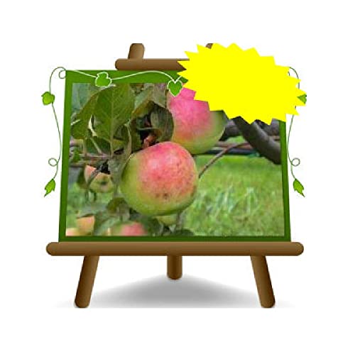 EURO PLANTS VIVAI Apfelbaum Tonnorella Uralte Frucht Obstbäume Höhe: 150~170 cm Alter: 2 Jahre Vase: Durchmesser 20 cm von EURO PLANTS VIVAI