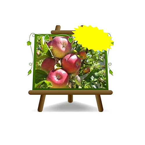 EURO PLANTS VIVAI Apfelparadies Uralte Frucht Obstbäume Höhe: 150~170 cm Alter: 2 Jahre Vase: Durchmesser 20 cm von EURO PLANTS VIVAI