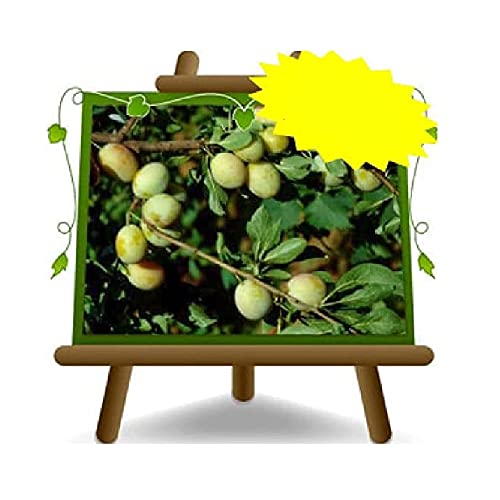 EURO PLANTS VIVAI Gallinaro Pflaume Pflaumen Uralte Frucht Obstbäume Höhe: 180~200 cm Alter: 4 Jahre Vase: Durchmesser 26 cm von EURO PLANTS VIVAI