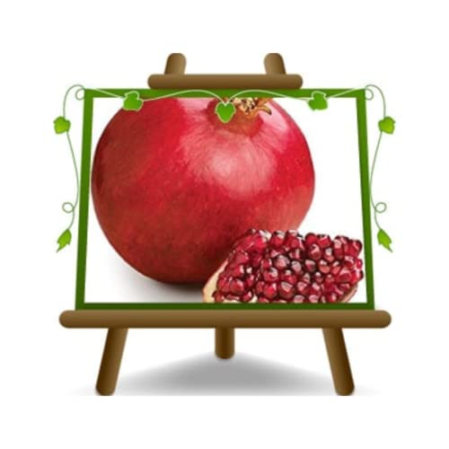 EURO PLANTS VIVAI Granatapfel der roten Frucht Soft Seed 5® Höhe: 160~170 cm Alter: 4 Jahre Topf: 26cm von EURO PLANTS VIVAI