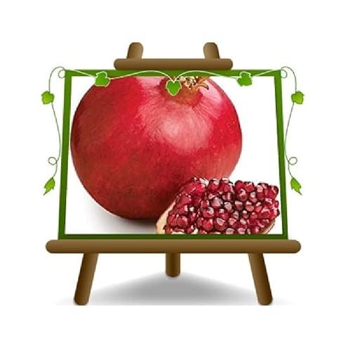 EURO PLANTS VIVAI Granatapfel mit roten Früchten Soft Seed 6® Obstbäume Höhe: 160~170 cm Alter: 4 Jahre Vase: Durchmesser 26 cm von EURO PLANTS VIVAI