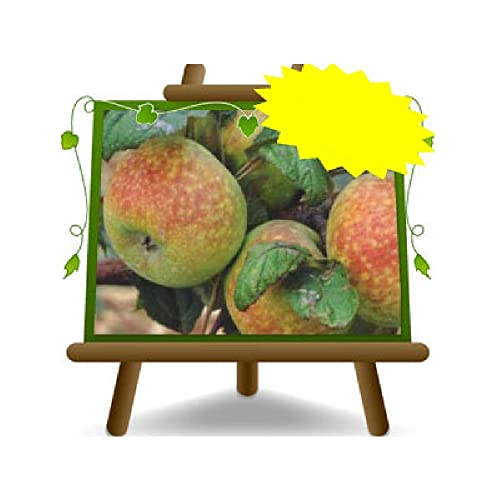 EURO PLANTS VIVAI Paoluccia-Apfelbaum Uralte Frucht Obstbäume Höhe: 150~170 cm Alter: 2 Jahre Vase: Durchmesser 20 cm von EURO PLANTS VIVAI