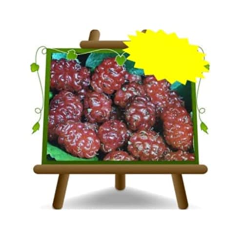 Rote Maulbeere Selbstfruchtbar Uralte Frucht Obstbäume Höhe: 150~170 cm Alter: 2 Jahre Vase: Durchmesser 20 cm von EURO PLANTS VIVAI