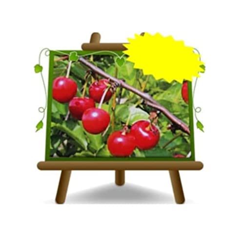 EURO PLANTS VIVAI Sauerkirsche Sauerkirsche Montmorency Selbstfruchtbare Pflanze Uralte Frucht Obstbäume Höhe: 150~170 cm Alter: 2 Jahre Vase: Durchmesser 20 cm von EURO PLANTS VIVAI