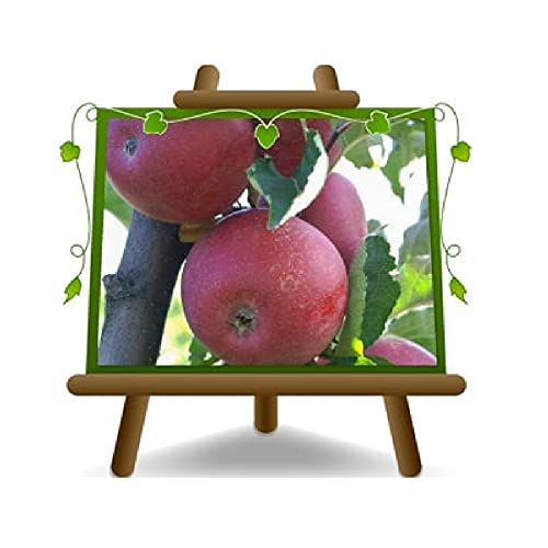 EURO PLANTS VIVAI Stayman Roter Apfelbaum Obstbäume Höhe: 170~200 cm Alter: 4 Jahre Vase: Durchmesser 24/26 cm von EURO PLANTS VIVAI