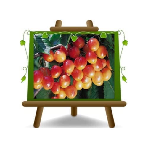 Süße Kirsche Napoleon Obstbäume Höhe: 160~180 cm Alter: 4 Jahre Vase: Durchmesser 24/26 cm von EURO PLANTS VIVAI