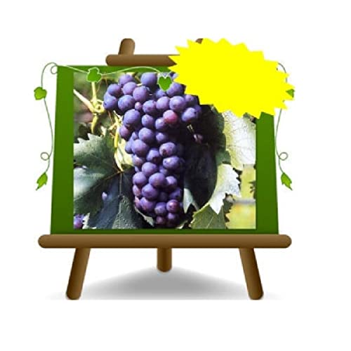 Tafeltraube Schwarze Erdbeere Selbstfruchtbare Pflanze Uralte Frucht Höhe: 150~170 cm Alter: 2 Jahre Vase: Durchmesser 20 cm von EURO PLANTS VIVAI
