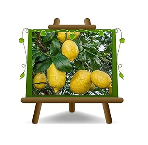 Zitrus-Zitrone Sfusato Amalfitano Obstbäume Höhe: 140~160 cm Vase: Durchmesser 26 cm von EURO PLANTS VIVAI