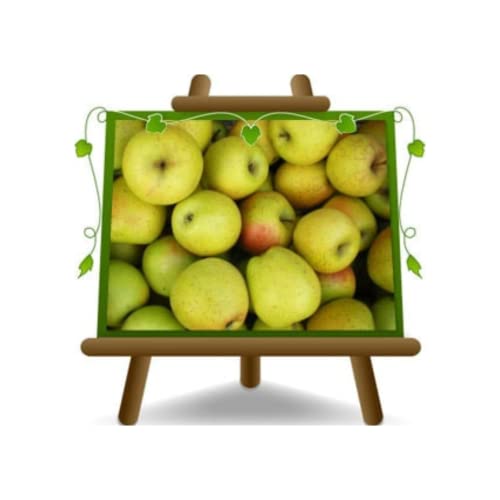 Goldrausch-Apfelbaum Obstbäume Höhe: 160~180 cm Alter: 4 Jahre Vase: Durchmesser 24/26 cm von EURO PLANTS VIVAI