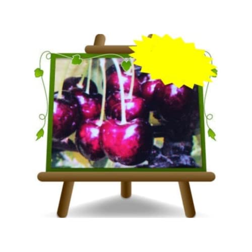 Van Süßkirsche Uralte Frucht Obstbäume Höhe: 160~180 cm Alter: 4 Jahre Vase: Durchmesser 24/26 cm von EURO PLANTS VIVAI