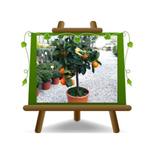 Zitrusorange Tarot Orangen-Obstbäume Höhe: 60 ~ 80 cm Vase: Durchmesser 22 cm von EURO PLANTS VIVAI