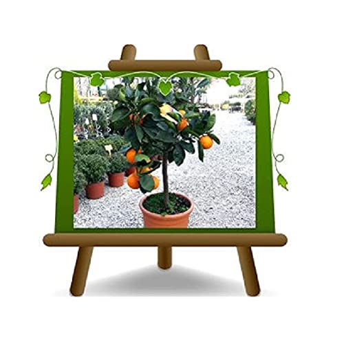 Zitrusorange – Washington Nabel Obstbäume Höhe: 150~170 cm Vase: Durchmesser 26 cm von EURO PLANTS VIVAI