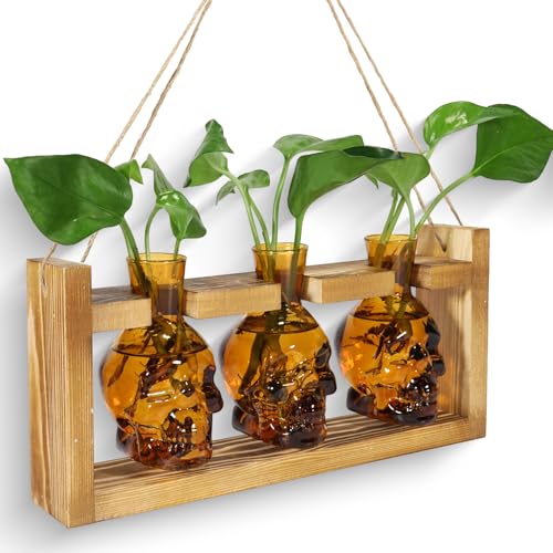 Pflanzen-Terrarium, Anzuchtstationen, Hydrokultur-Pflanzgefäß, Vase, Totenköpfe, Dekoration, mit Holzständer, Geschenk (Bernstein) von EaseThrift
