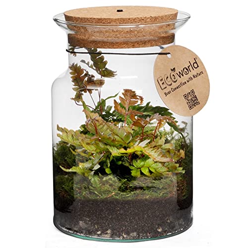 vdvelde.com - Ecoworld Jungle Corky Glas - Flaschengarten mit Licht - Mini Pflanzen Terrarium - Ökosystem im Glas Set mit Farn - Glas: Ø 13 cm, Höhe 20 cm - Grünpflanzen aus eigener Gärtnerei von Ecoworld