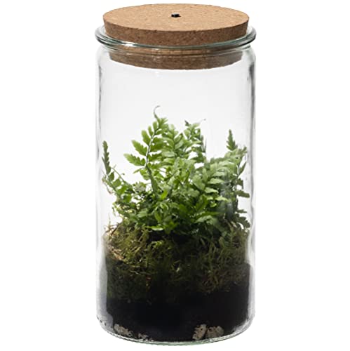 vdvelde.com - Ecoworld Jungle Weck Glas - Flaschengarten mit Licht - Mini Pflanzen Terrarium - Ökosystem im Glas Set mit Farne - Glas: Ø 10,5 cm, Höhe 21 cm von Ecoworld