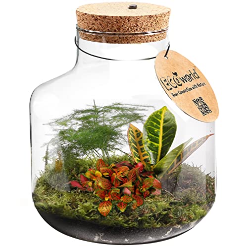 vdvelde.com - Tropical Biosphere - Mini Pflanzen - Glas Ø 21 cm ↥ 21 cm - Mit Licht von Ecoworld