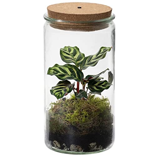 vdvelde.com - Ecoworld Tropical Weck Glas - Flaschengarten mit Licht - Mini Pflanzen Terrarium - Ökosystem im Glas Set mit Zimmerpflanze - Glas: Ø 10,5 cm, Höhe 21 cm von Ecoworld
