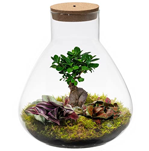 vdvelde.com - Bonsai Piramide XL - Bonsai und Mini Pflanzen - Glas Ø 30 cm ↥ 32 cm - Mit Licht von Ecoworld