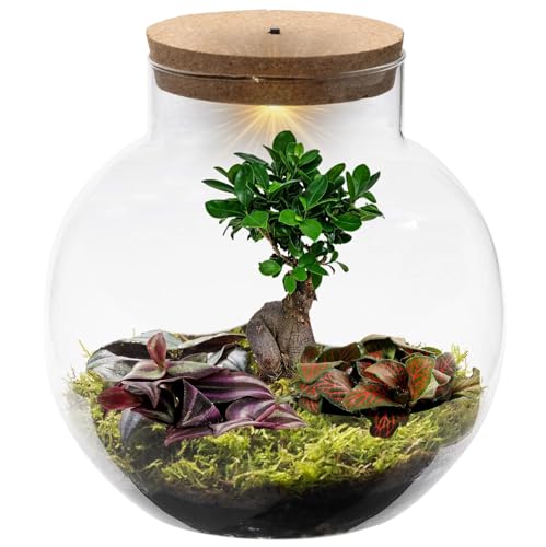 vdvelde.com - Planten Terrarium - Bonsai Biodome - • Bonsai en mini plantjes• Ø 25 cm ↥ 28 cm• Verlichting op batterijen von Ecoworld