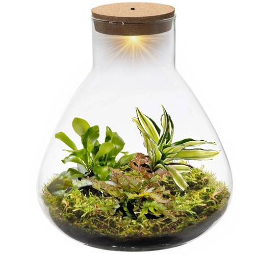 vdvelde.com - Jungle Piramide XL - Farne Pflanze - Glas Ø 30 cm ↥ 32 cm - Mit Licht von Ecoworld