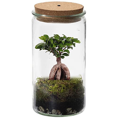 vdvelde.com - Mini Bonsai Weck Glas - Bonsai - Ø 11 cm ↥ 21 cm - Mit Licht von Ecoworld