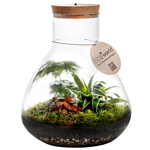 vdvelde.com - Tropical Piramide XL - Mini Pflanzen - Glas Ø 30 cm ↥ 32 cm - Mit Licht von Ecoworld