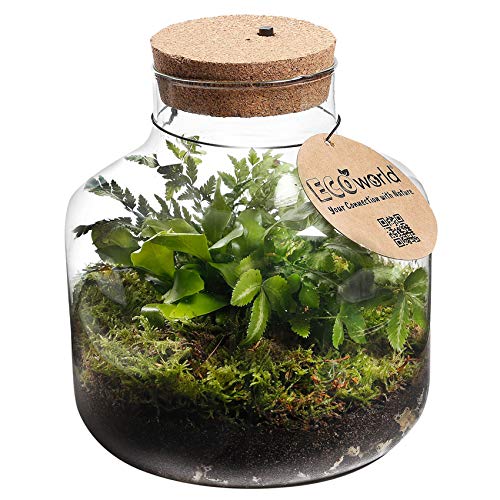vdvelde.com - Jungle Biosphere - Farne Pflanze - Glas Ø 21 cm ↥ 21 cm - Mit Licht von Ecoworld