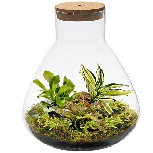 vdvelde.com - Jungle Piramide - Farne Pflanze - Glas Ø 23 cm ↥ 27 cm - Mit Licht von Ecoworld