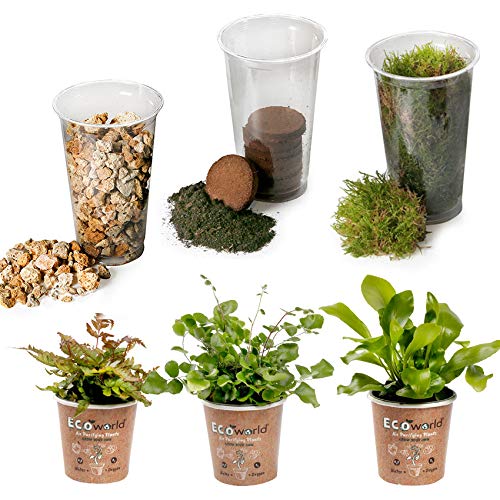 vdvelde.com - Jungle Terrarium Pflanzen Set - 3 Pflanzen - 3 Farne Pflanze - Komplettes DIY-Set - Ohne Glas von Ecoworld