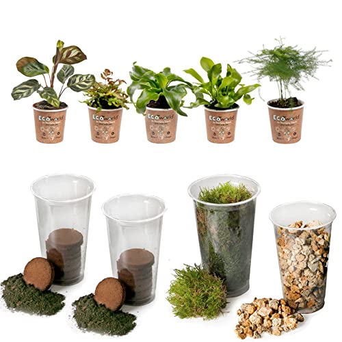 vdvelde.com - Jungle Terrarium Pflanzen Set - 5 Pflanzen - 5 Farne - Komplettes DIY-Set - Ohne Glas von Ecoworld
