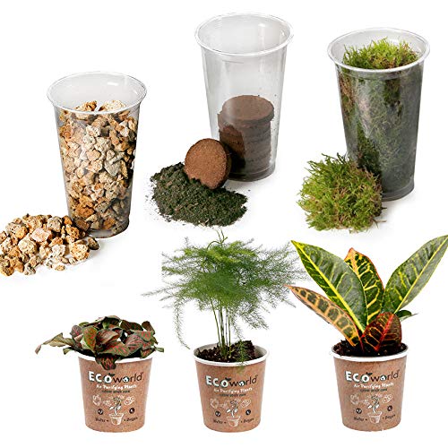 vdvelde.com - Tropical Terrarium Pflanzen Set - 3 Pflanzen - 3 Mini Pflanzen - Komplettes DIY-Set - Ohne Glas von Ecoworld
