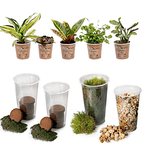 vdvelde.com - Tropical Terrarium Pflanzen Set - 5 Pflanzen - 5 Mini Pflanzen - Komplettes DIY-Set - Ohne Glas von Ecoworld