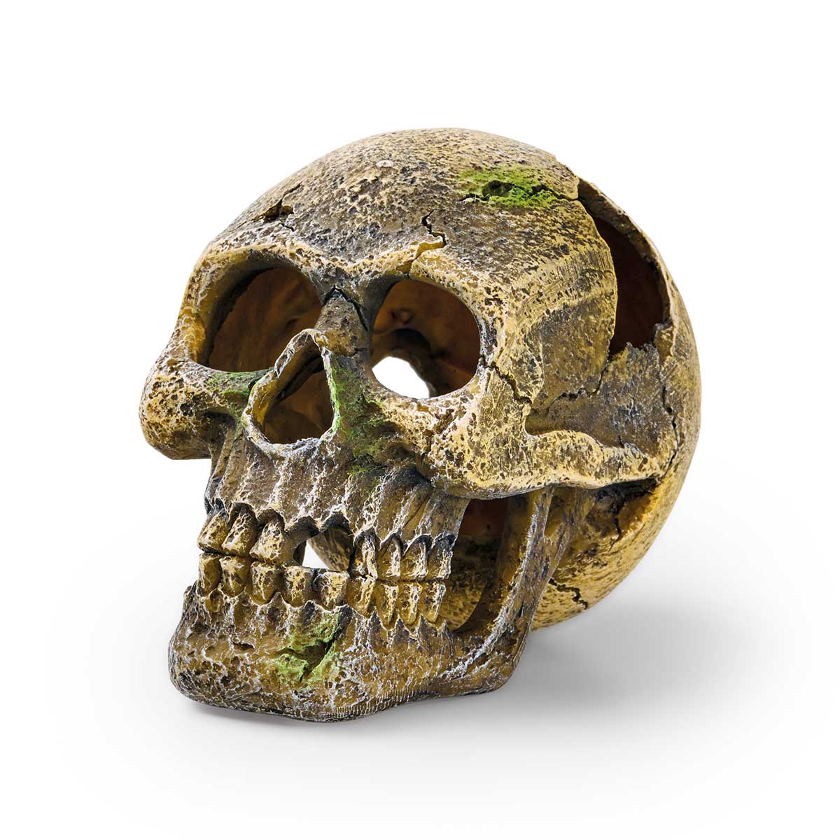 EDEN Totenkopf EDEN Totenkopf von Eden