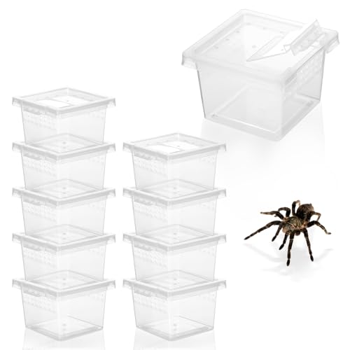 Crickethalter aus Kunststoff, transparent, für Reptilien, Mini-Reptilien-Futterbox für Kinder, geeignet für Grillen, Skorpione, Frösche, Tausendfüßler, Eidechsen, PP-Zuchtbox, 10 Stück Crickethalter aus Kunststoff, transparent, für Reptilien, Mini-Reptilien-Futterbox für Kinder, geeignet für Grillen, Skorpione, Frösche, Tausendfüßler, Eidechsen, PP-Zuchtbox, 10 Stück von EeYahYong