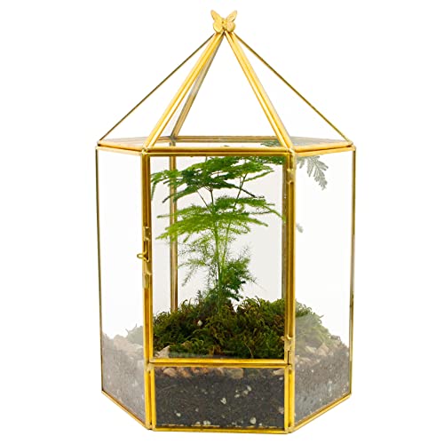 ElegantLife Geometrisches Terrarium aus Glas für Sukkulenten und Luftpflanzen (keine Pflanze im Lieferumfang enthalten) von ElegantLife