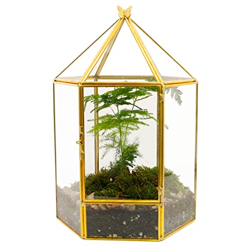 ElegantLife Geometrisches Terrarium aus Glas für Sukkulenten und Luftpflanzen (Keine Pflanze im Lieferumfang enthalten) von ElegantLife