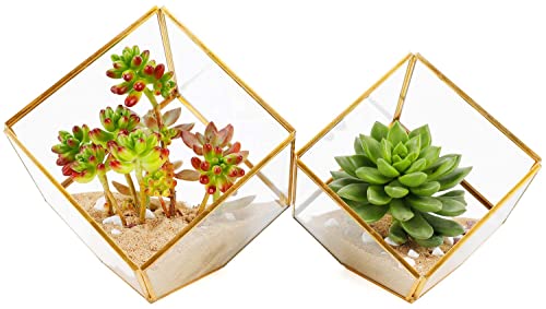ELEGANTLIFE Geometrisches Pflanzgefäß aus Glas, für Sukkulenten und Luftpflanzen, für Zuhause, Garten, Büro, Dekoration (goldfarben, kubisch, 2 Stück) von ElegantLife