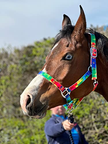 Regenbogenfarbenes Halfter mit passendem Führungsseil, Chrom-Passform, Größe Full bis Mini Shetland (Mini-Shetland) von Equipride