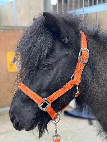 Equipride Reflektierendes Halfter und Führstrick Set Neopren gepolstert Full-Shetland Burnt Orange (Pony) von Equipride