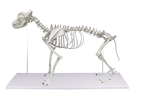 Hundeskelett, natürliche Größe Hundeskelett, natürliche Größe von Erler-Zimmer
