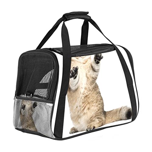 Transporttasche für Haustiere, Kurzhaar, weich, für Corgi, Katzen, Hunde, Welpen, bequem, tragbar, faltbar, von Fluggesellschaften zugelassen Transporttasche für Haustiere, Kurzhaar, weich, für Corgi, Katzen, Hunde, Welpen, bequem, tragbar, faltbar, von Fluggesellschaften zugelassen von Eslifey